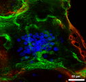 <h5>Bas ten Harkel</h5><p>Confocal microscopy of an osteoclast. Plasma membrane (red: CD44 antibody), nuclei (blue: Hoechst nuclei staining), and actin rings (green: phalloidin staining of F-actin) were fluorescently labeled after 25 days of culture on bone. Scale bar = 50 µm.</p>