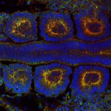 <h5>Ben Nelemans</h5><p>Chicken embryo somites, green tight junction, red actin, blue nuclei
Tight junctions in the epithelia of somites 3 and 4 of a chicken embryo (age 40 hours, stage HH11). Immunostaining for tight junctions (ZO-1, green), filamentous actin (phalloidin, red) and cell nuclei (DAPI, blue). Picture taken on a Leica SP8, 40x objective.</p>