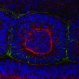 <h5>Ben Nelemans</h5><p>Chicken embryo somite, green fibronectin, red actin, blue nuclei
Somite development in a chicken embryo (age 40 hours, stage HH11). The mesenchymal tail on the right slowly epithelializes into somites, 2000-cell tissue blocks consisting of an spherical epithelium around a mesenchymal core. Immunostaining for fibronectin (green), filamentous actin (phalloidin, red) and cell nuclei (DAPI, blue). Picture taken on a Leica SP8, 40x objective.</p>