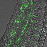 <h5>Marchien Dallinga</h5><p>Fli1a0eGFP zebravis: Ontwikkeling van de bloedvaten van een zebravis. De “intersegmental vessels” ontwikkelen zich vanuit de dorsale aorta. Onderaan de figuur zijn de vessels verder gevorderd en zijn prachtig de tip cellen met filopodia-uitsteeksels te zien.</p>