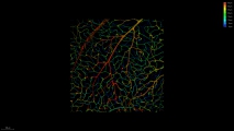 <h5>Anne-Eva van der Wijk</h5><p>Whole-mount staining of retina from mouse. Retinal vasculature was stained with an isolectin B4 probe and images were recorded using the confocal laser scanning microscope SP8 with a 20x objective. Images from a z-stack were converted to a 3D depth-coded image, showing the three inter-connected vascular plexi in the retina.</p>