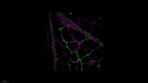 <h5>Anne-Eva van der Wijk</h5><p>Whole-mount staining of retina from a young mouse showing astrocytes wrapped tightly around the retinal vessels. Retinal vasculature was stained with an isolectin B4 probe and astrocytes with a rabbit-anti-GFAP antibody. Image was recorded using the confocal laser scanning microscope SP8 with a 40x objective. (3D)</p>