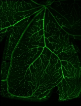 <h5>Anne-Eva van der Wijk</h5><p>Whole-mount staining of retina from an adult mouse. Retinal vasculature was stained with an isolectin B4 probe and image was recorded using the confocal laser scanning microscope SP8 with a 20x objective.</p>