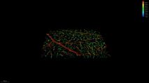 <h5>Anne-Eva van der Wijk</h5><p>Whole-mount staining of retina from mouse. Retinal vasculature was stained with an isolectin B4 probe and images were recorded using the confocal laser scanning microscope SP8 with a 20x objective. Images from a z-stack were converted to a 3D depth-coded image, showing the three inter-connected vascular plexi in the retina. (3D)</p>