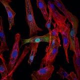 <h5>Maaike Commandeur</h5><p>Myoblasts with the mitotracker in purple, phalloidin in red, FOXO3A overexpression in green and dapi in blue.</p>