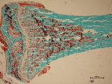 <h5>Zhi Zhang</h5><p>Distal femur bone from a rat of 12 weeks. Undecalcified bone specimen was cut at 30 um and stained by Goldner trichrome. The blue color shows cortical bone (outside) and scattered trabecular bones (inside). The brown part depicts bone cells with a curved light-brown line indicating the growth plate.</p>