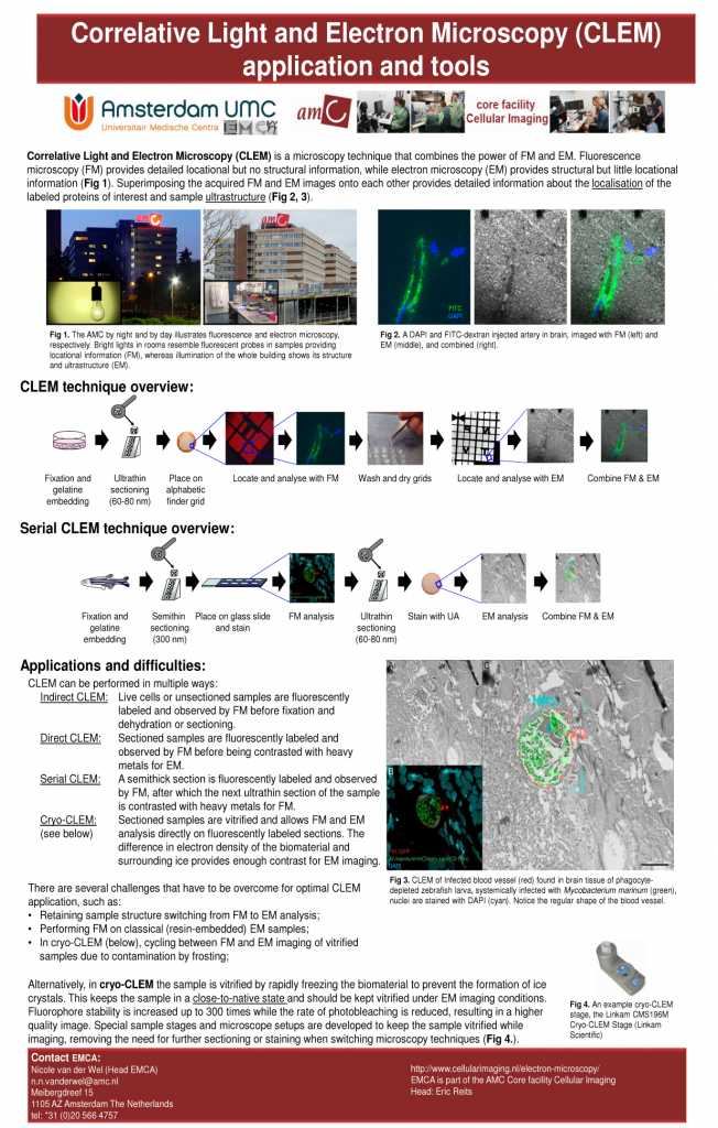 Electron microscopy correlative light and electron microscopy clem